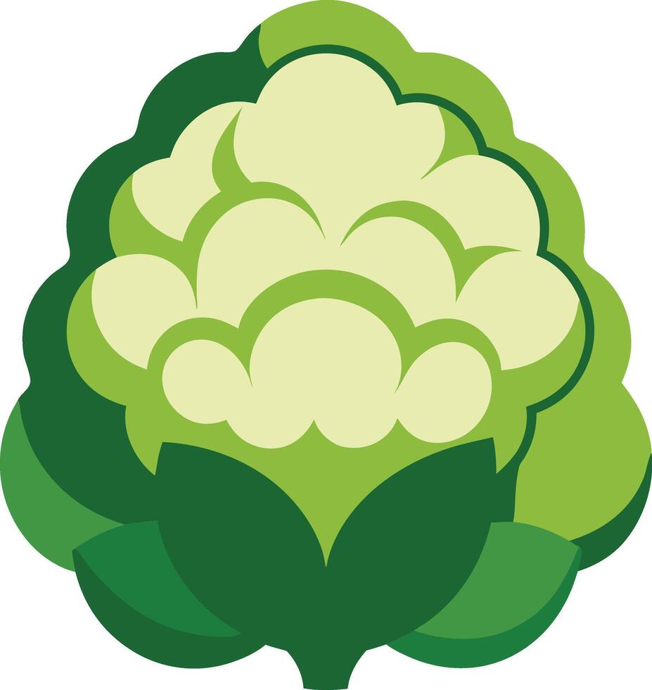 vegetable of illustration Cauliflower vector