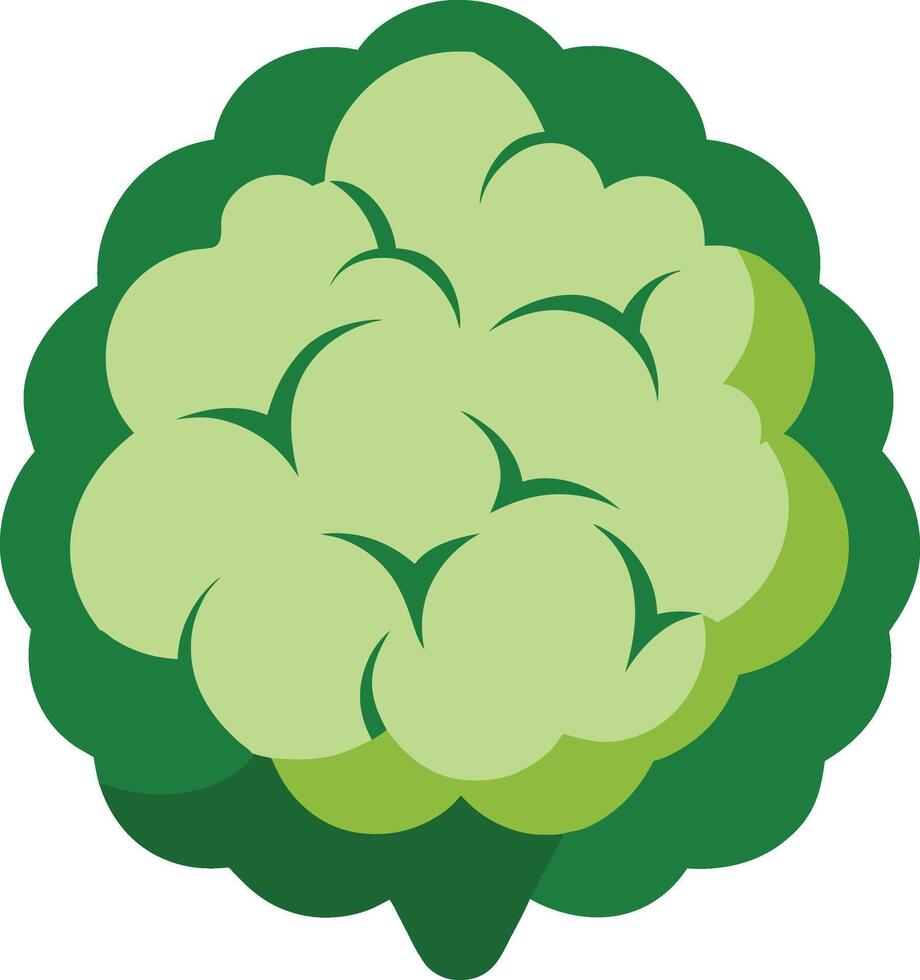 Cauliflower vegetable illustration vector