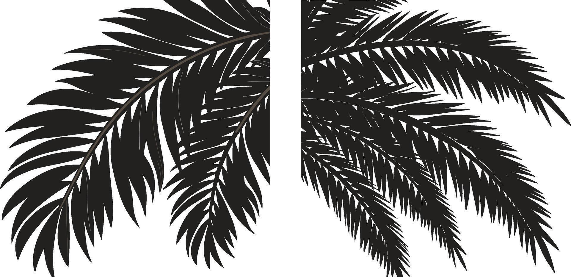 Black and White Palm Silhouettes with Lush Tropical Foliage vector