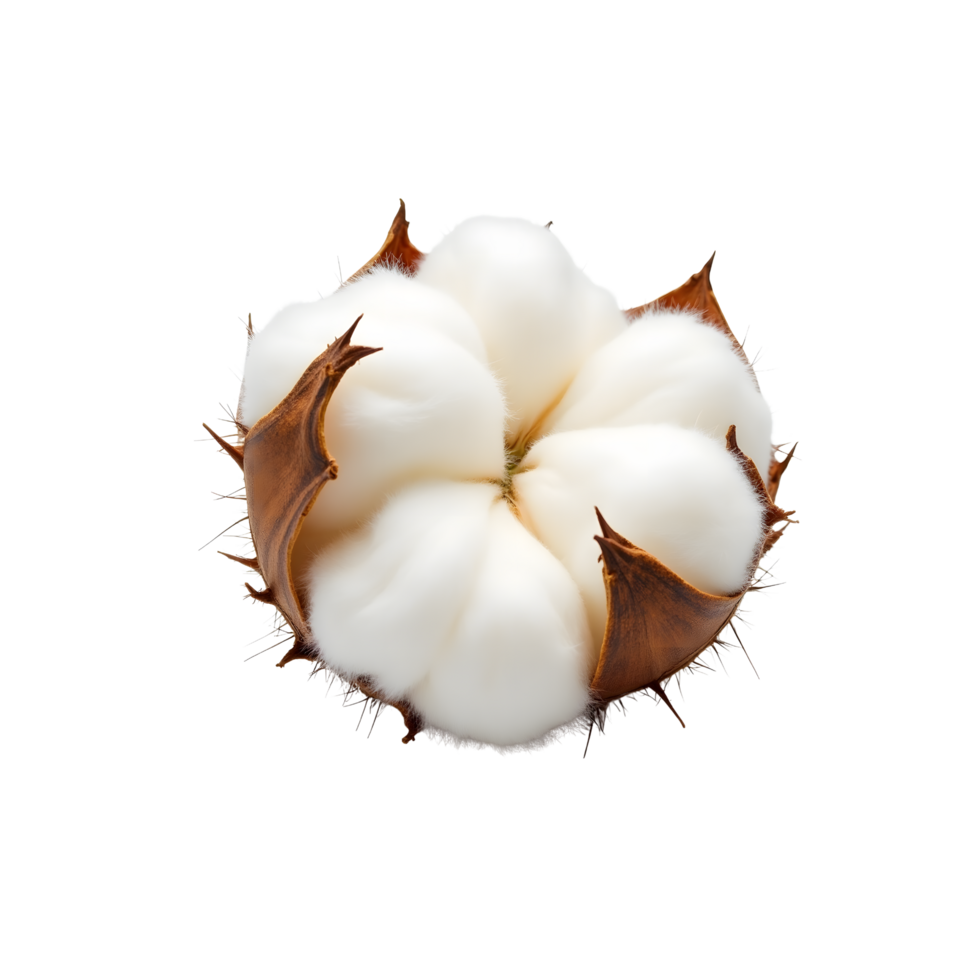Natural Cotton Boll on Transparent Background - High-Quality Image png
