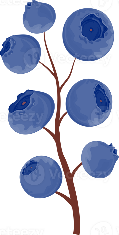 Blueberry branch with large ripe blueberries on brown stems. Isolated on transparent background. png