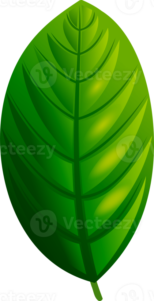 Single fresh green leaf with visible veins. Isolated on transparent background. png