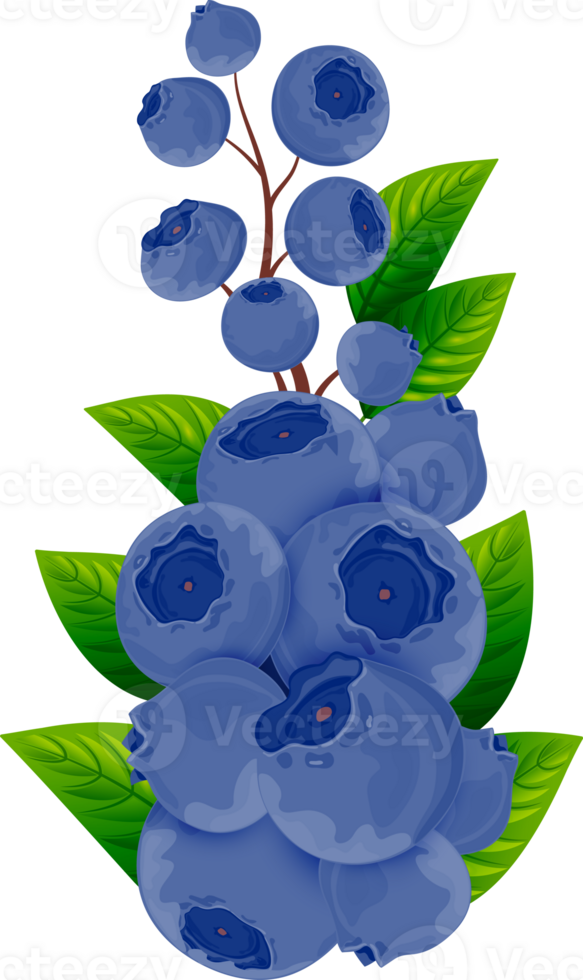 Cluster of ripe blueberries with green leaves on a branch. Isolated on transparent background. png