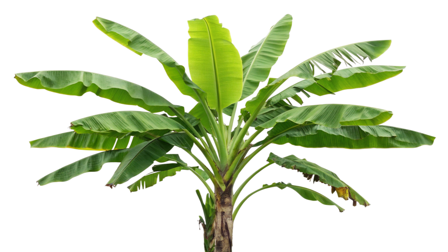 banana tree on transparent background png