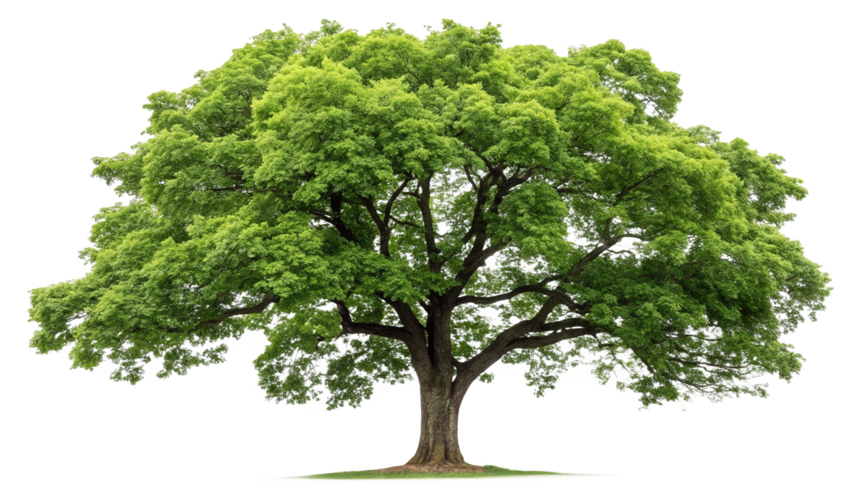green tree isolated on a transparent background png