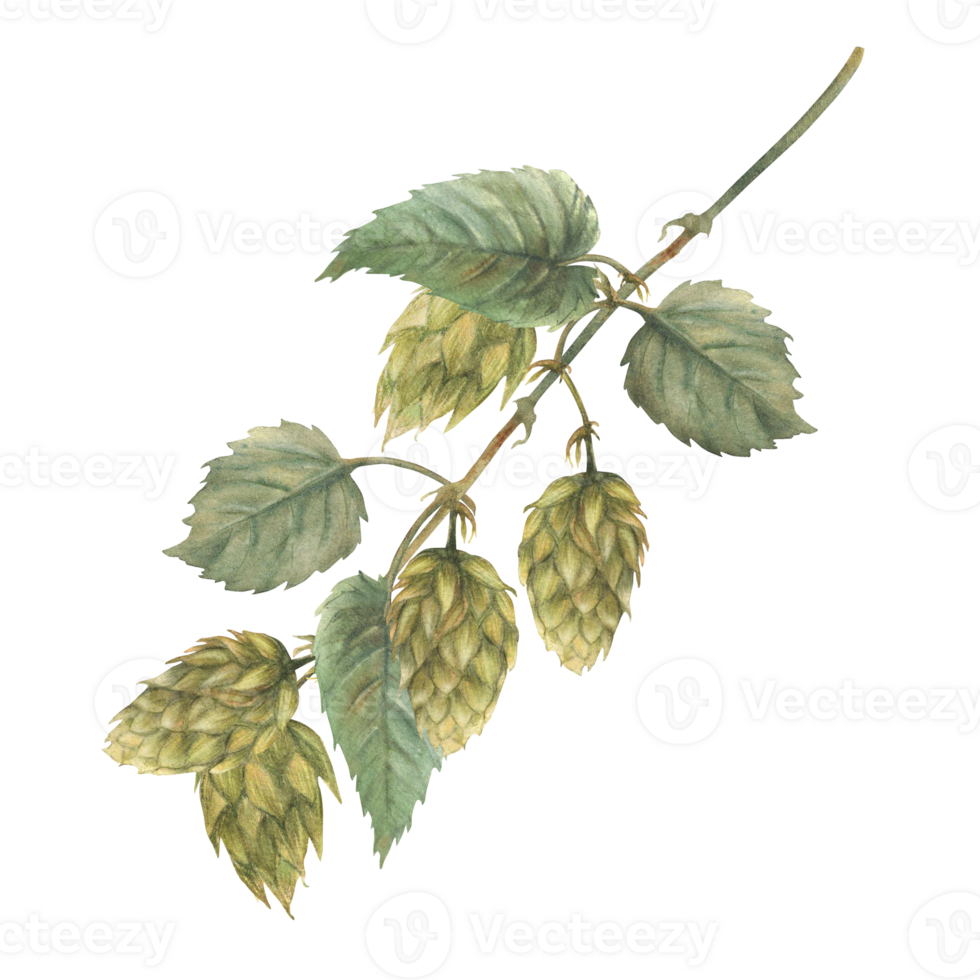 Green hops branch. Hop bitter leaves and cones plant curly twig stem. Floral harvest. Hand drawn watercolor illustration for beer label for use by brewing industry. Clipart isolated from background png