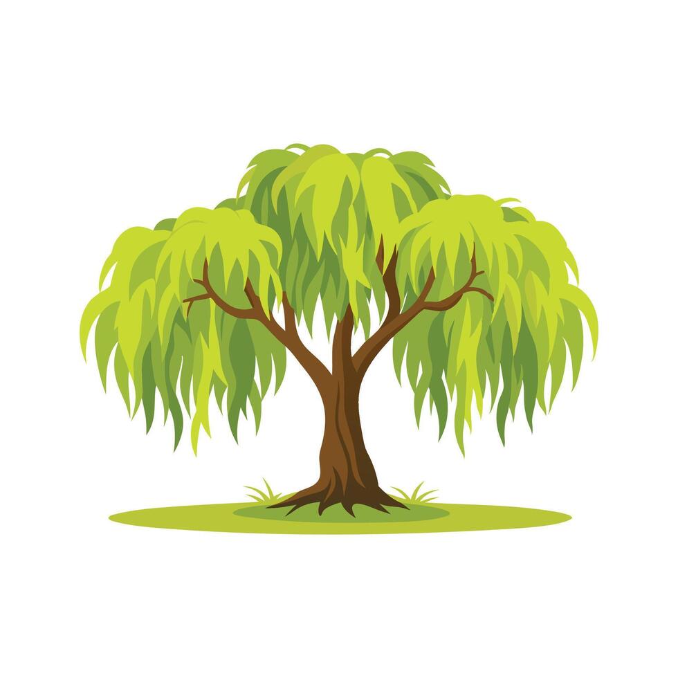 Willow tree isolated vector