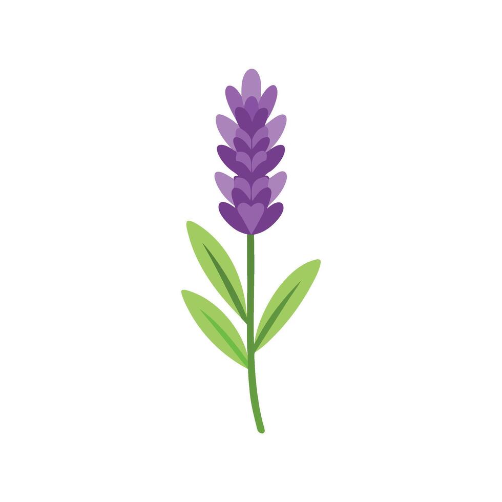 Lavender flower isolated flat illustration on white background vector