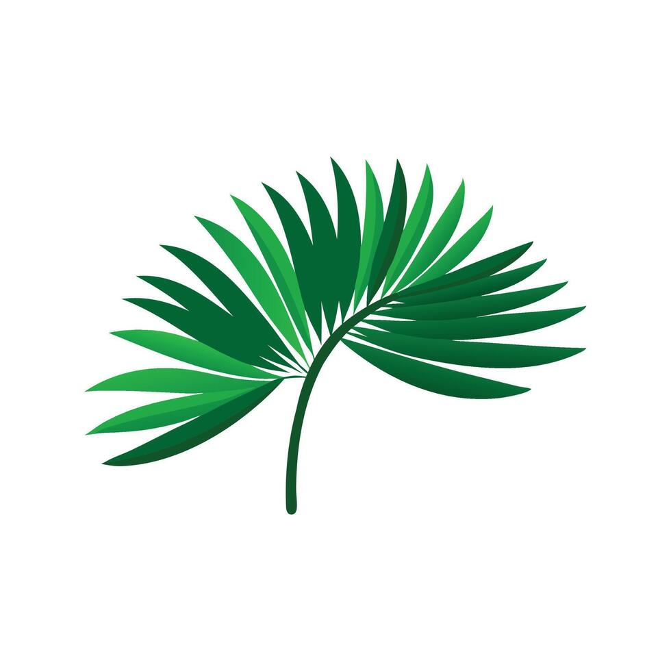 Tropical green palm leave isolated flat illustration on white background. vector