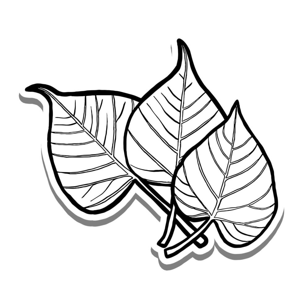 Three Bodhi Leaves on white silhouette and gray shadow. Hand drawn cartoon style. illustration for decorate and any design. vector
