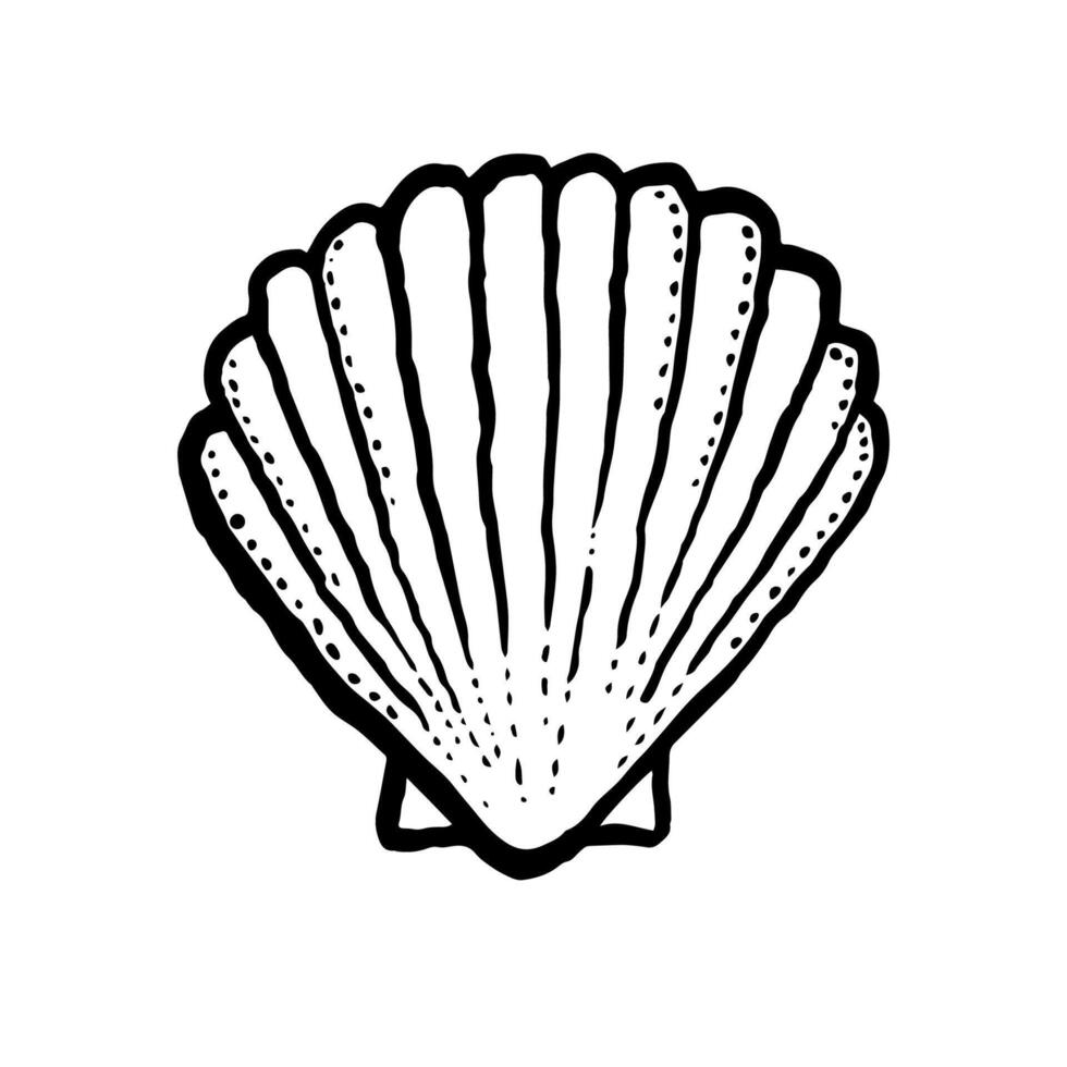 Single seashell, marine line hand drawn illustration on white background. Scallop, minimalist seashell graphic design. Marine emblem or logo. Textured brush drawn seashell. vector