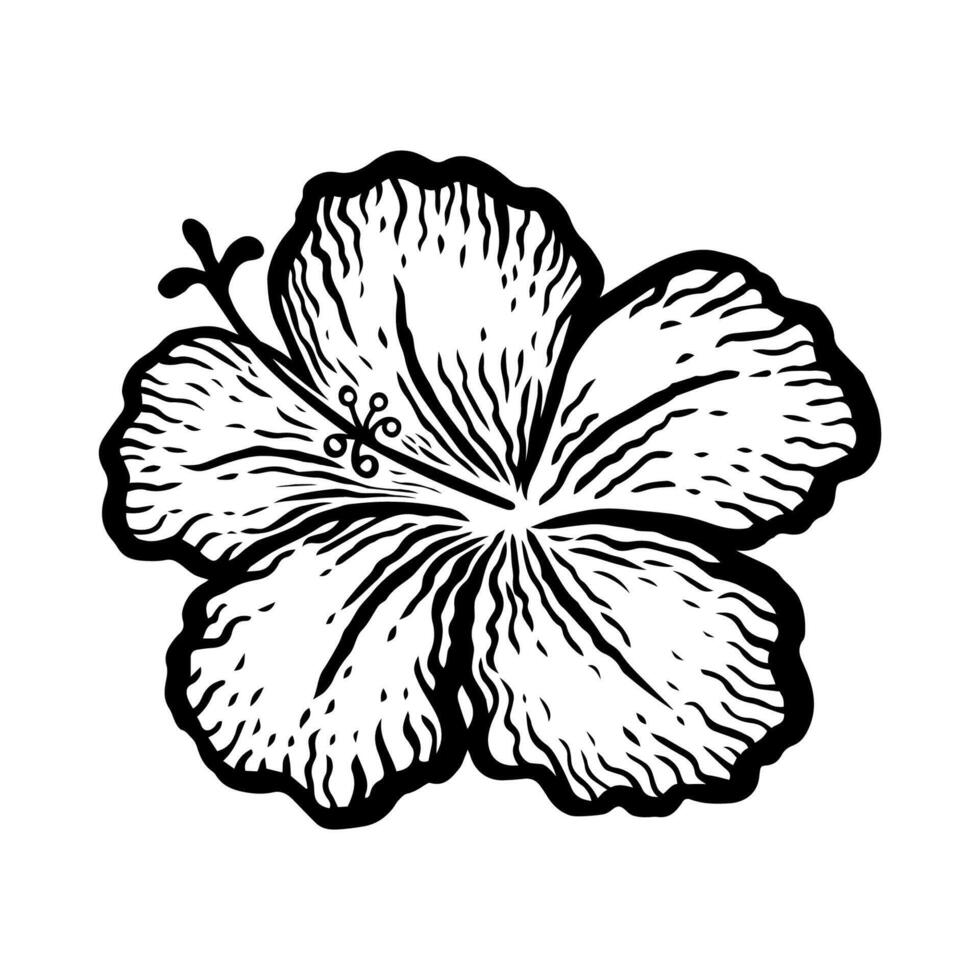 Tropical hibiscus single flower side view. Ink black hand drawn illustration on white background. Hibiscus flower drawn with lines. Tropical decorative exotic flower, blooming. vector