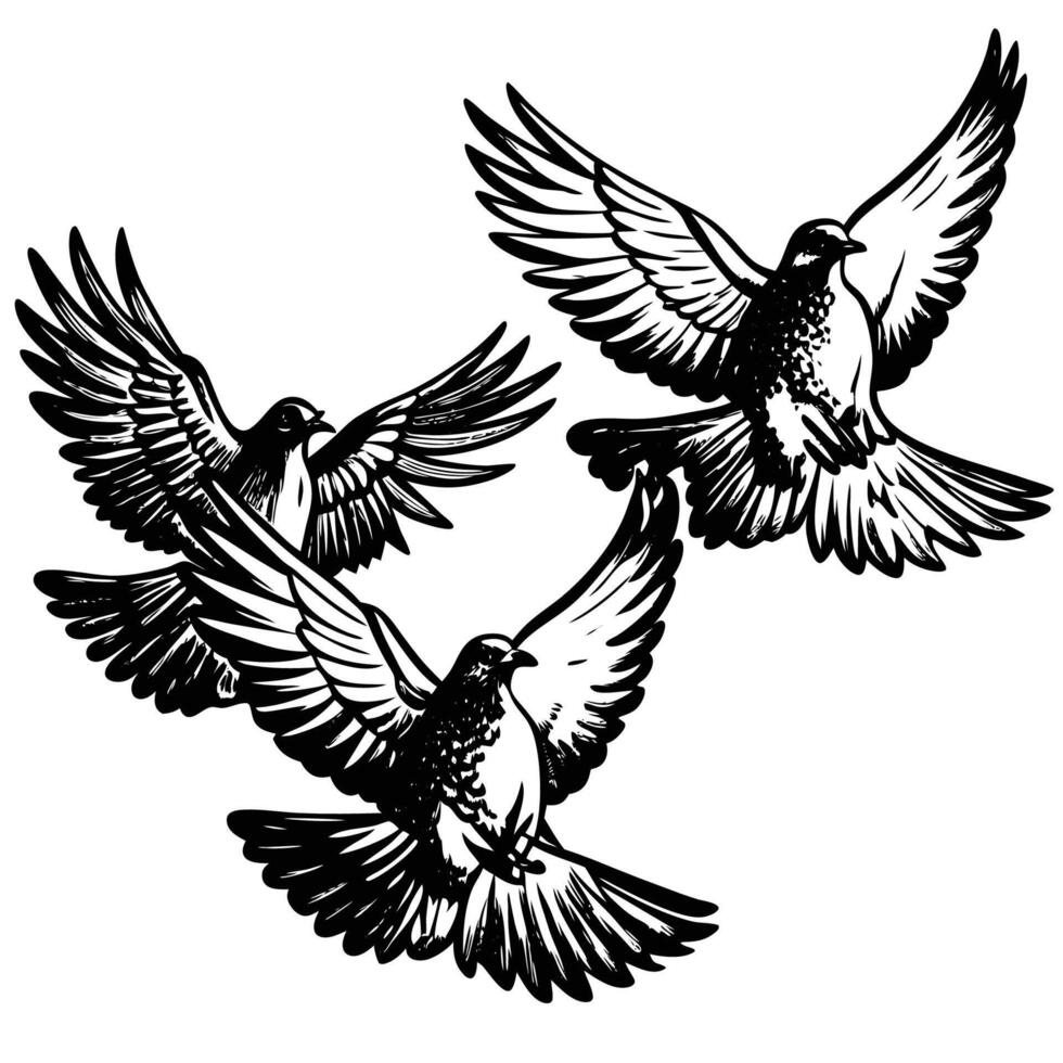 Pencil Sketch of a Trio of Pigeons Flapping Gracefully in MidFlight vector