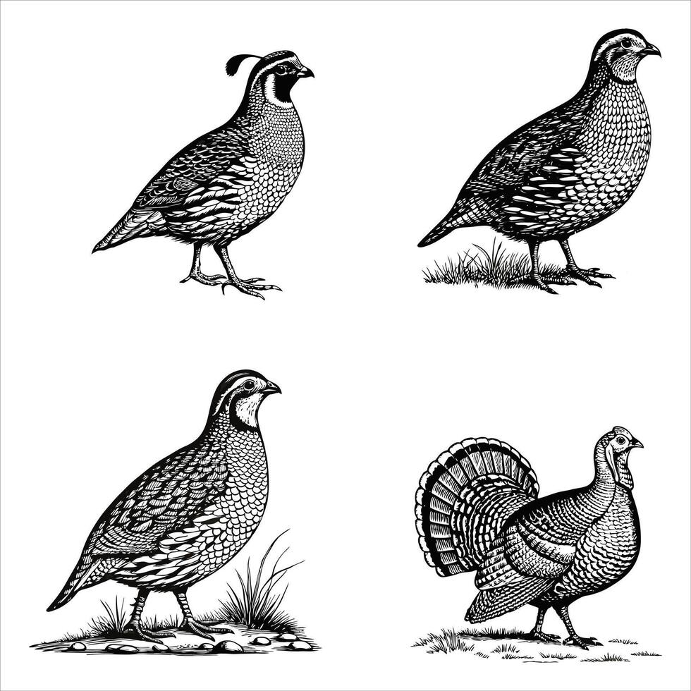 Graceful Quail in Woodland Scene vector