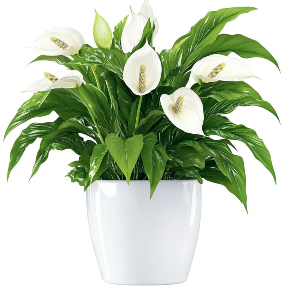 Beautiful peace lily plant lush green leaves in a white pot png