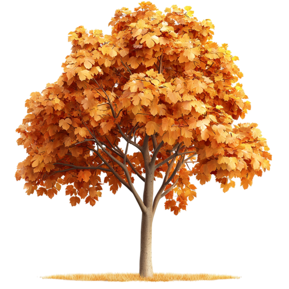 Tall autumn tree golden leaves a sturdy brown trunk png