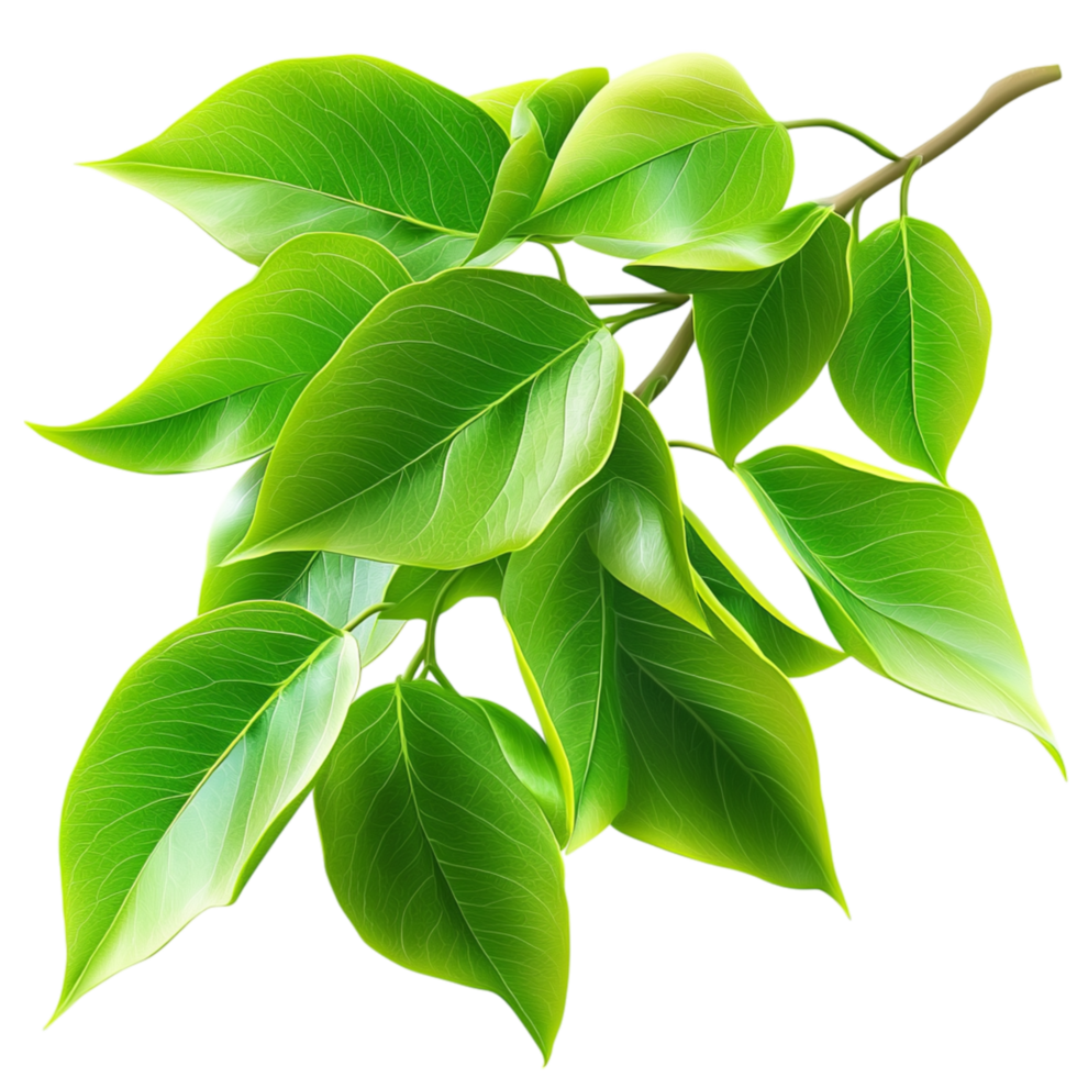 Lush green leaves of a vibrant plant swaying gently in the breeze png