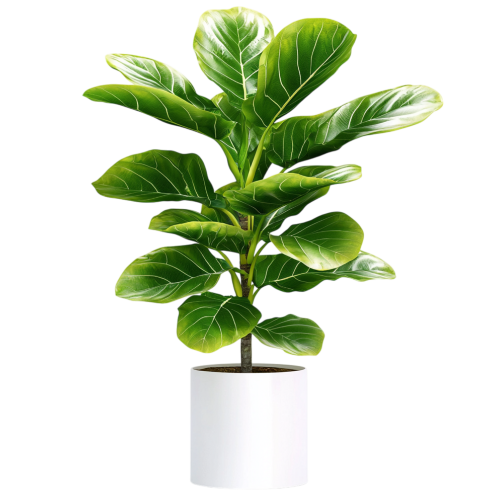 Vibrant green potted plant lush leaves png