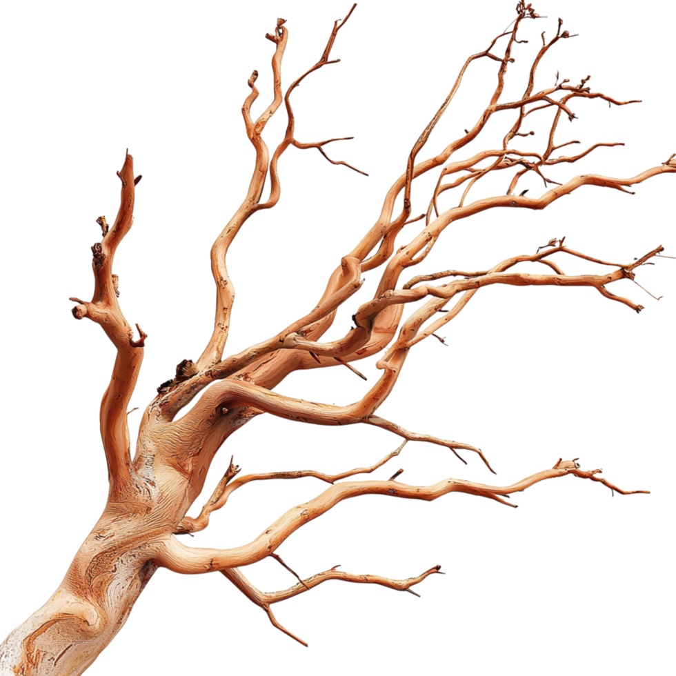 Leafless twisted tree branch a unique structure png