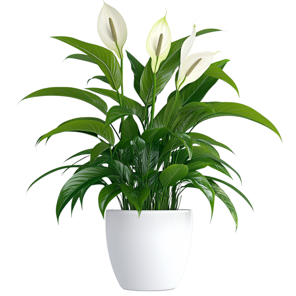 Fresh Green Peace Lily Plant in a Minimalist White Pot png