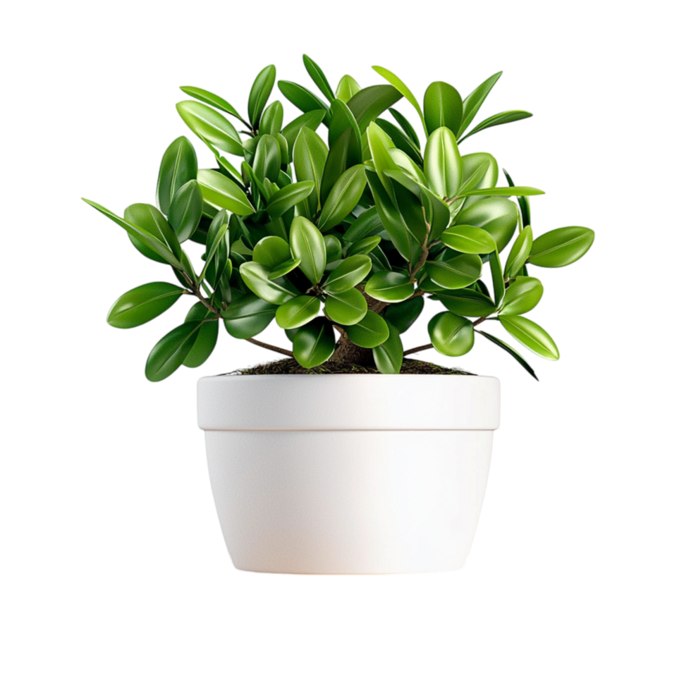 Small Green Potted Plant on a Wooden Stooles png