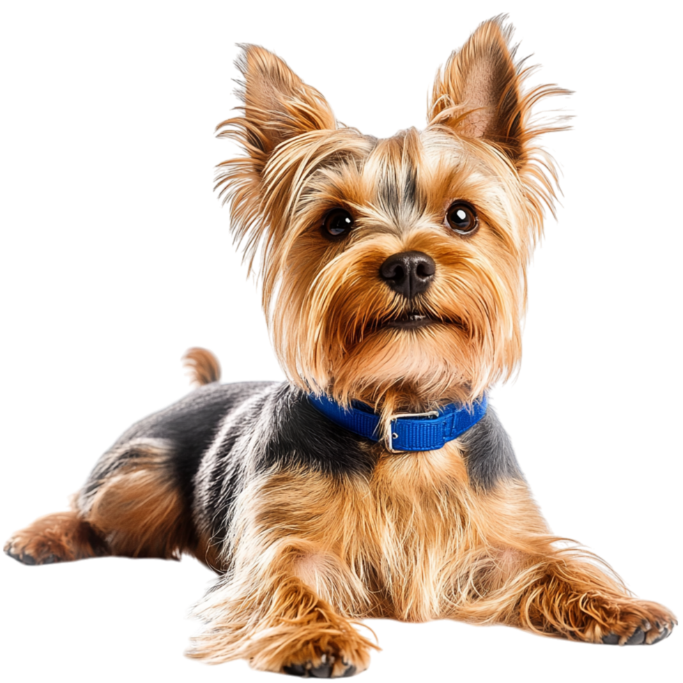 Adorable Yorkshire Terrier dog a shiny blue collar png