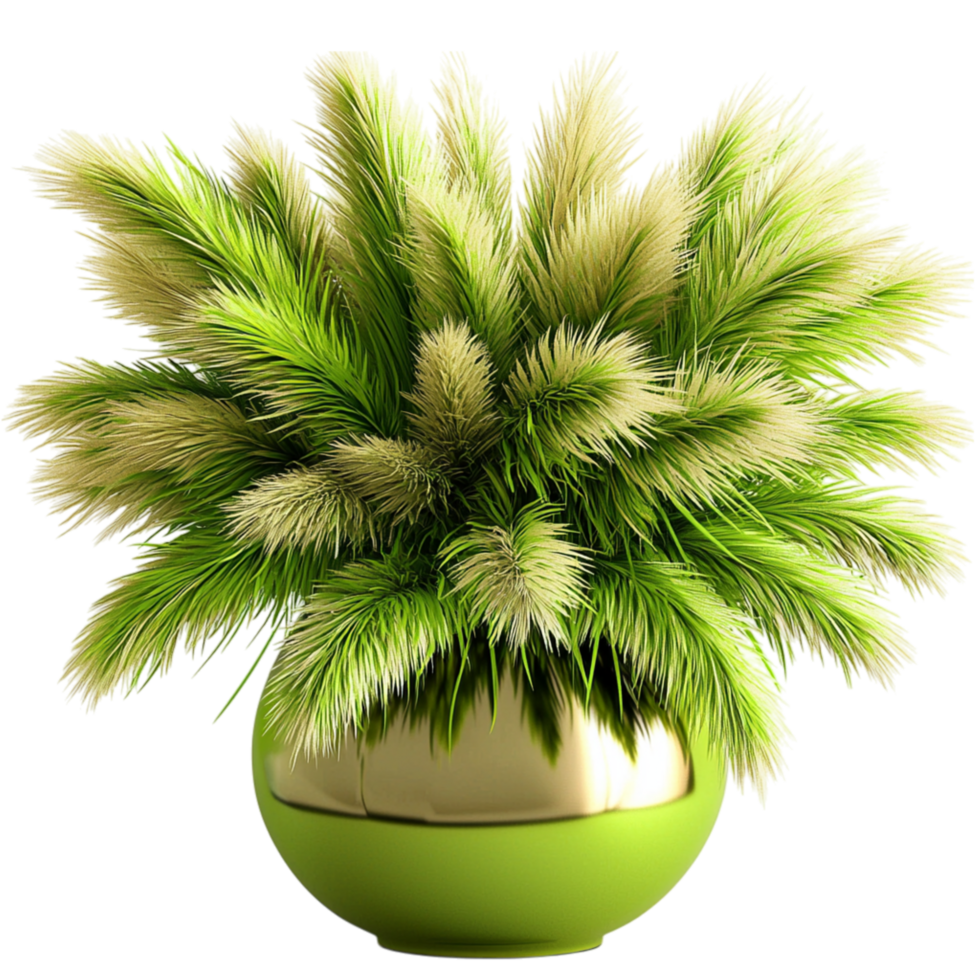 Lush green ornamental grass plant fluffy lightcolored plumes in a round pot png