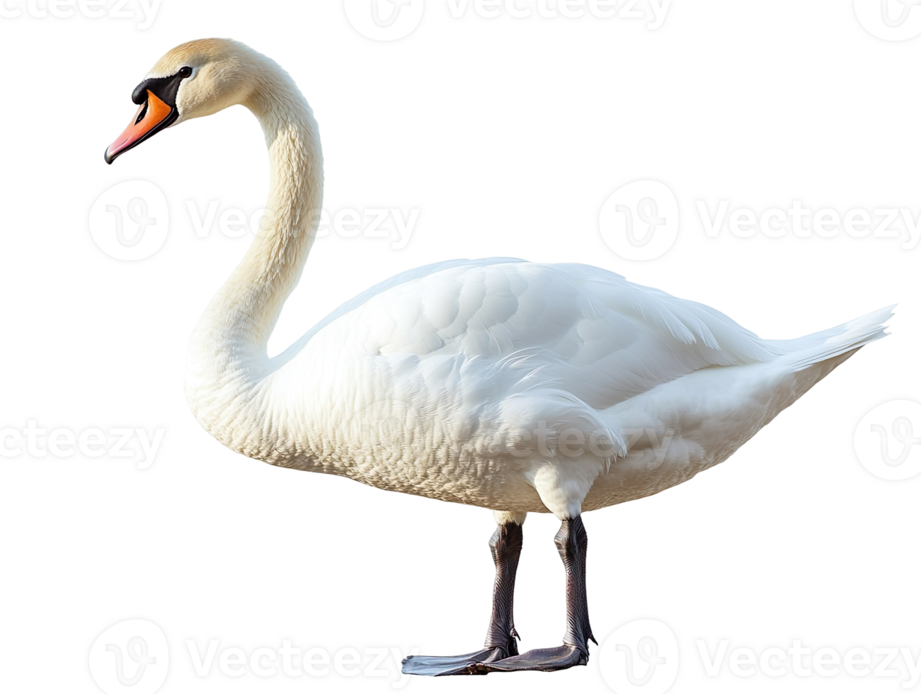 cute swan isolated on transparent background png