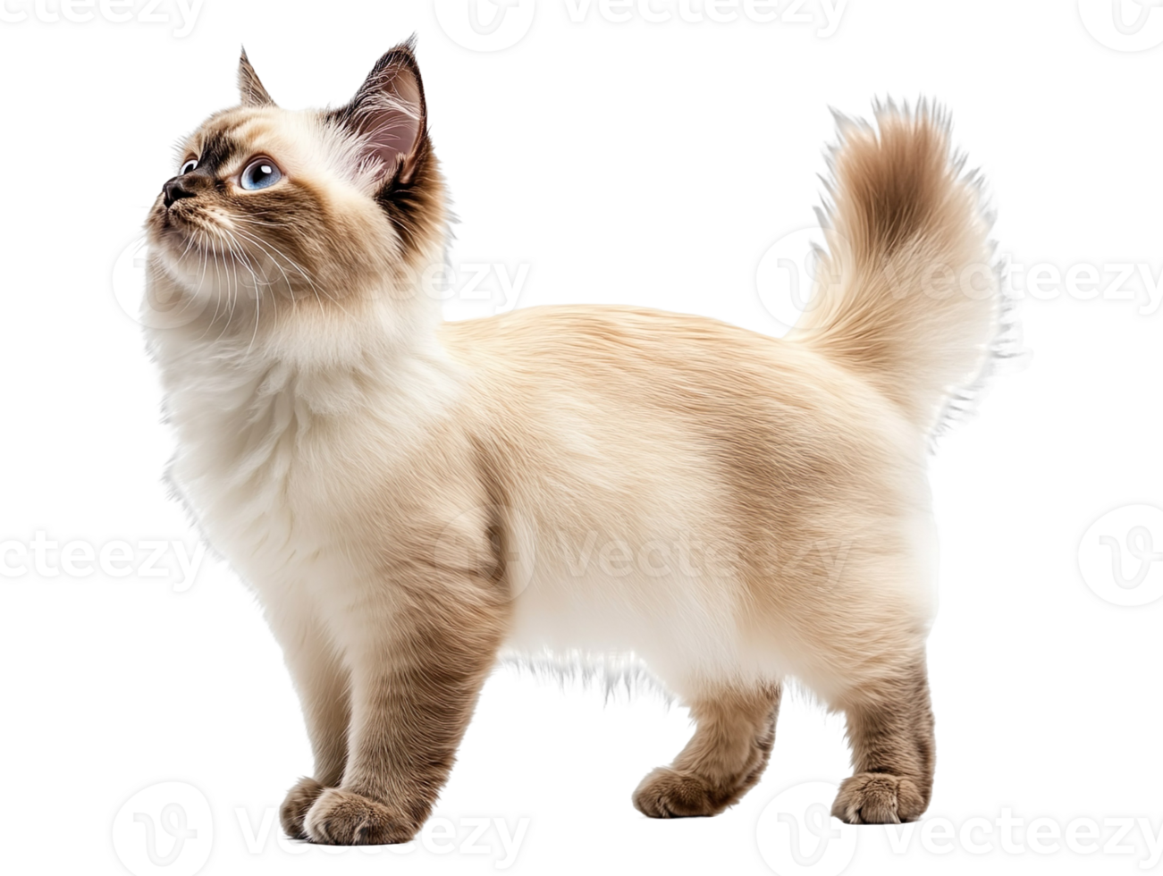 cute ragdoll cat standing isolated on transparent background png