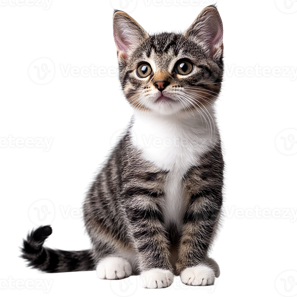 Cute cat isolated on transparent background png