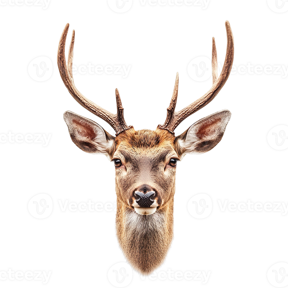 deer head with horns isolated on transparent background png