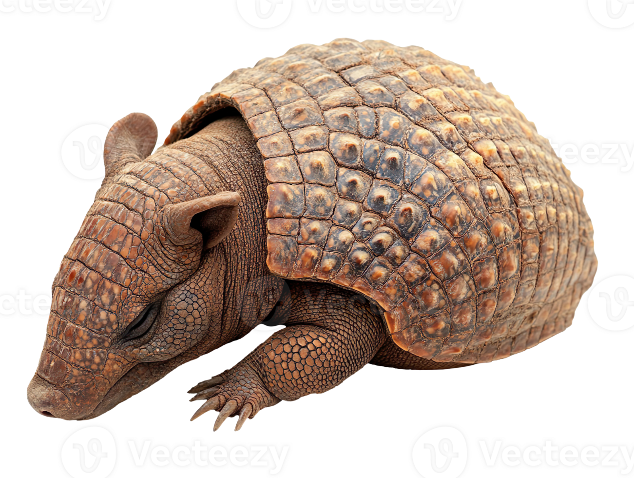 Cute sleeping armadillo isolated on transparent background png