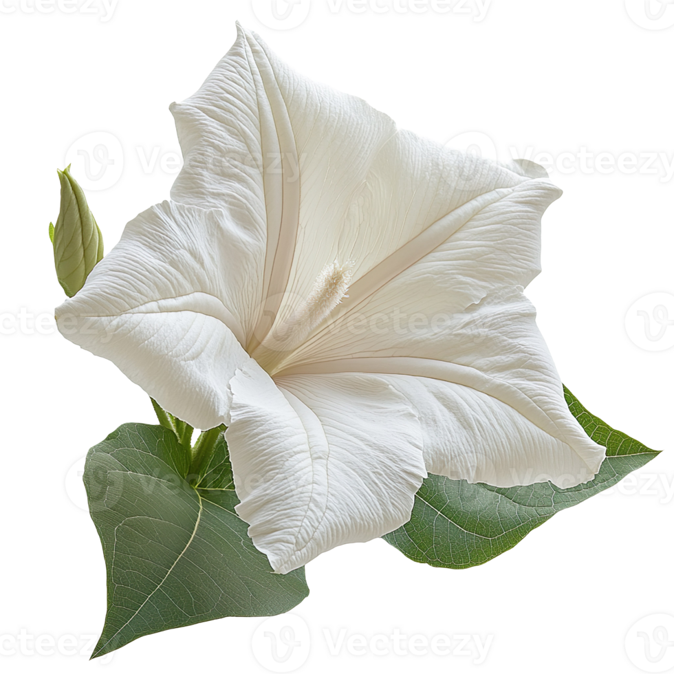 Datura flower isolated on transparent background png