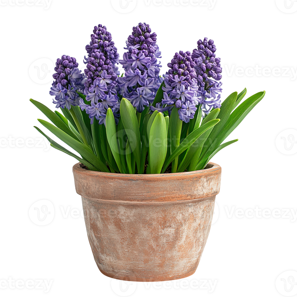 Decorative Handmade Pot with Hyacinths isolated on transparent background png