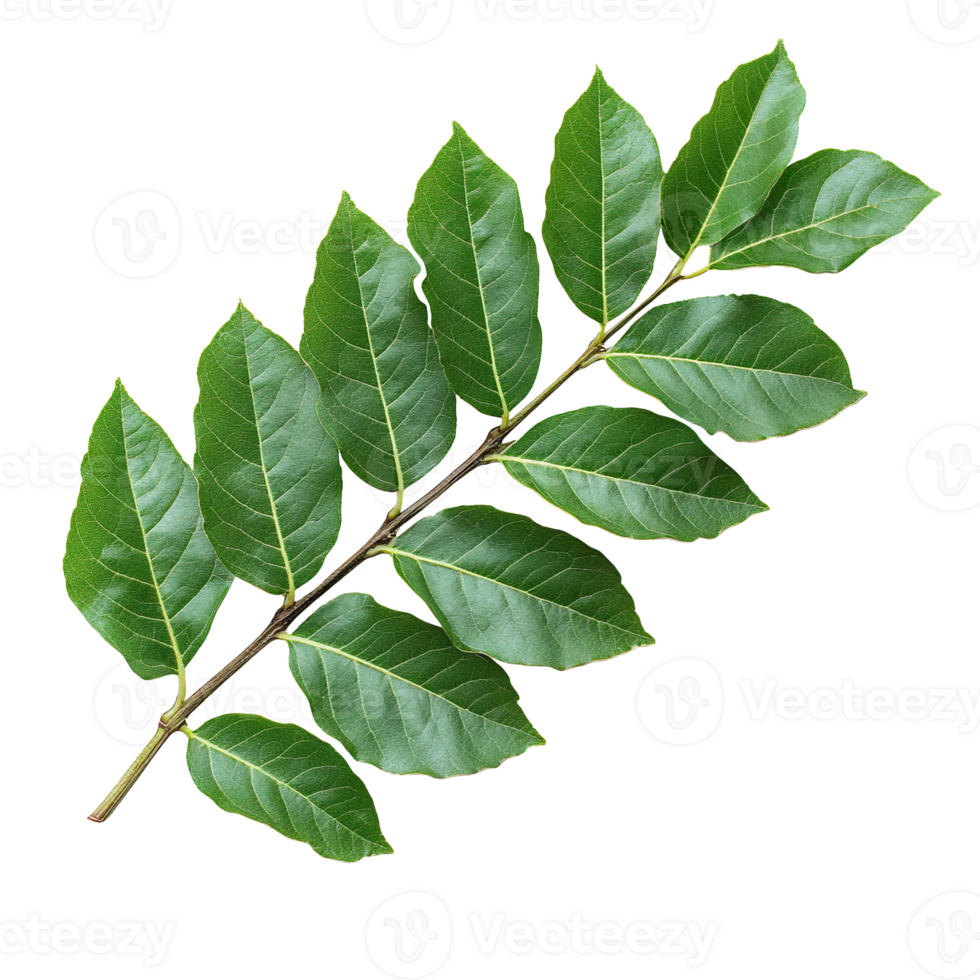 Curry leaves isolated on transparent background png