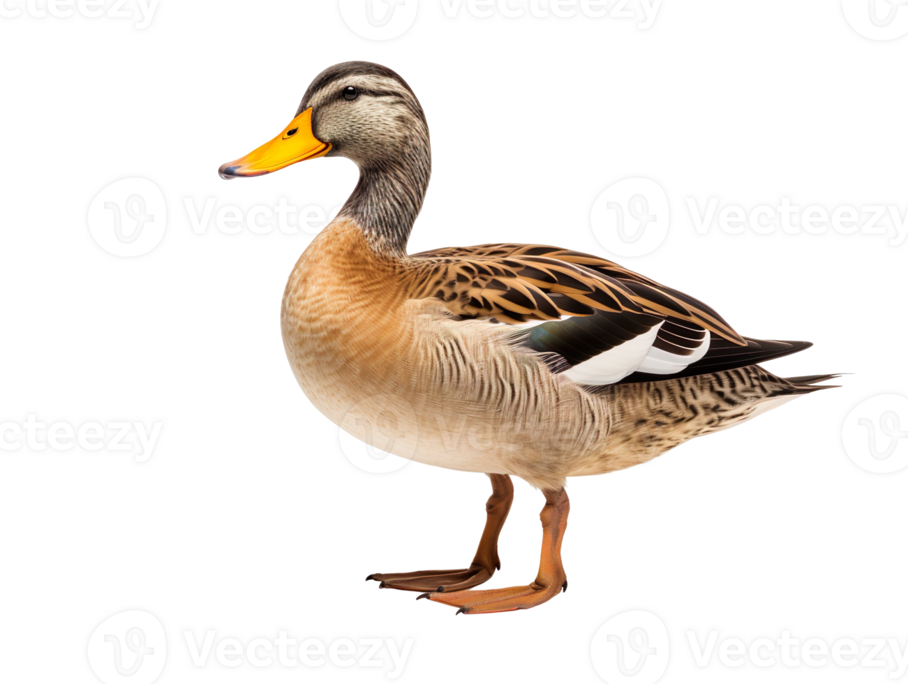 duck mallard isolated on transparent background png