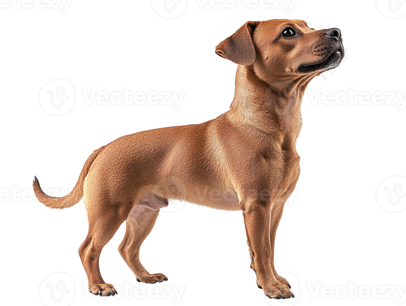 Dog side view isolated on a transparent background png