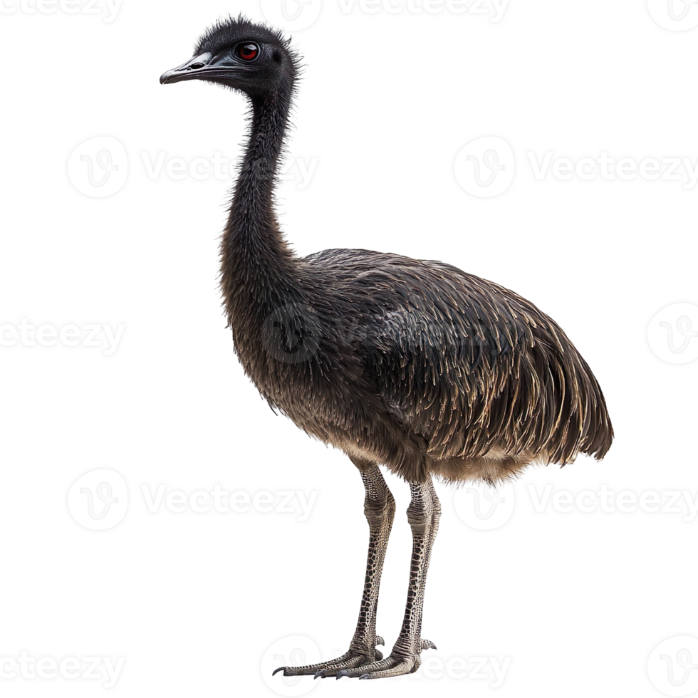 Emu isolated on transparent background png