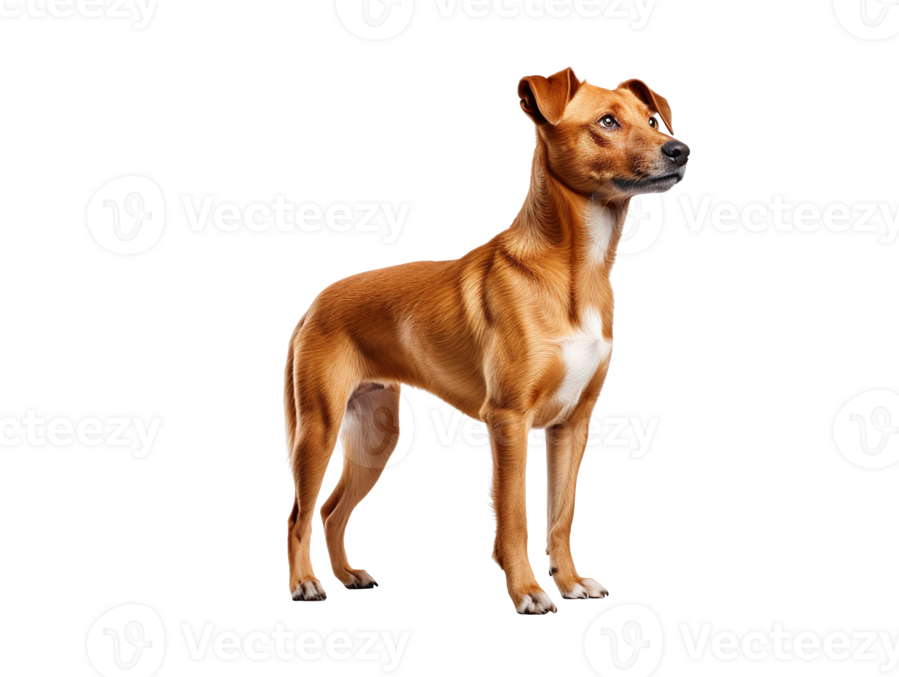 funny dog isolated on transparent background png