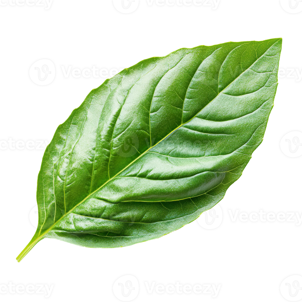 fresh green basil leaf isolated on transparent background png