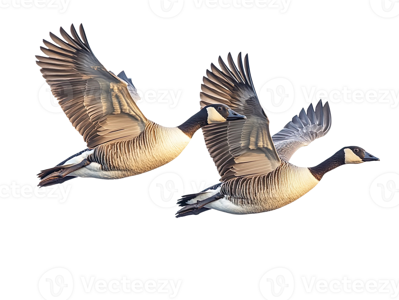 geese flying isolated on transparent background png