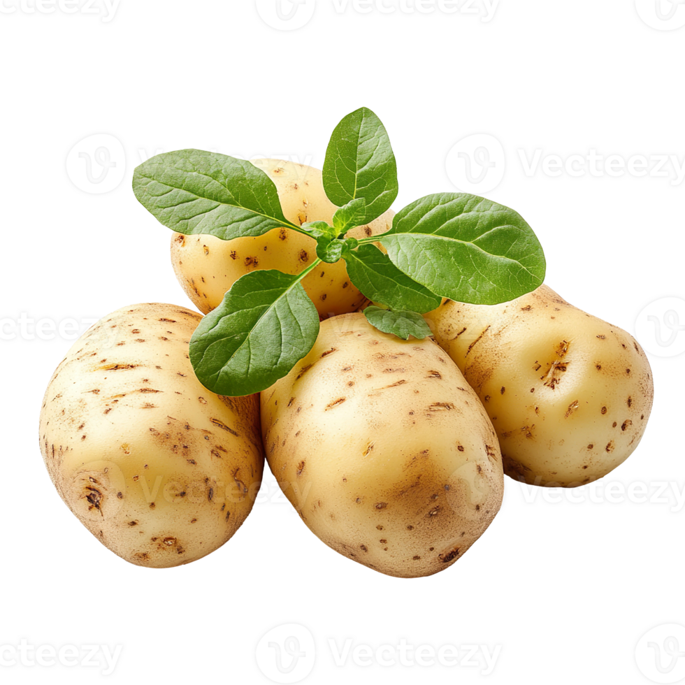 fresh raw potato vegetable isolated on transparent background png