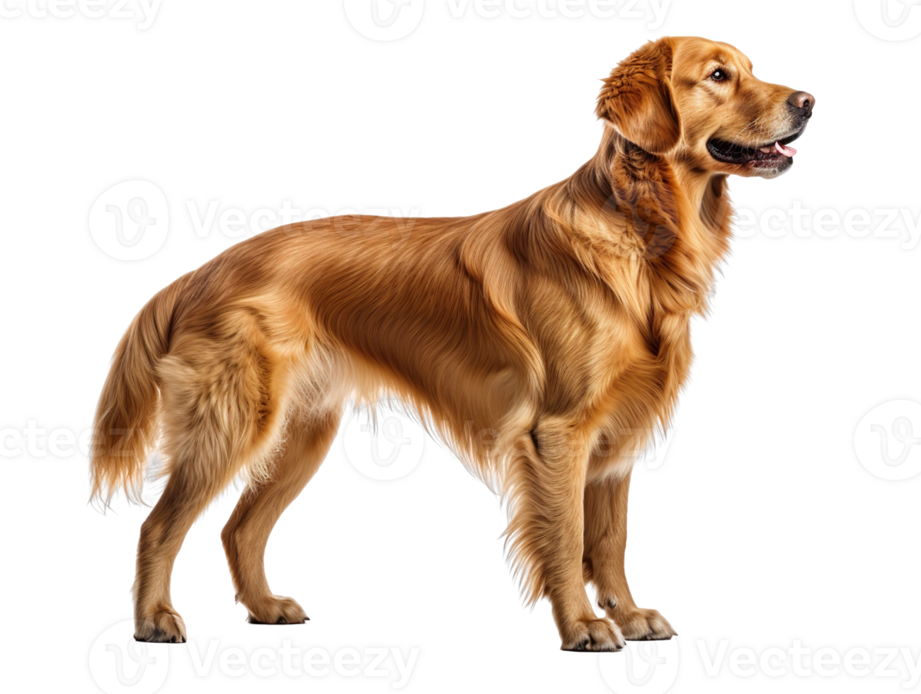 golden retriever looking up isolated on transparent background png