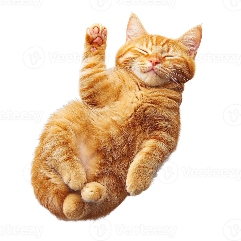 Ginger cat sleeps lying on its side isolated on transparent background png