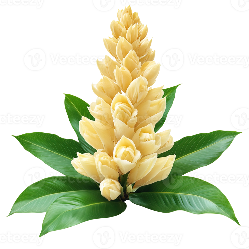 Ginger flower with leave isolated on transparent background png