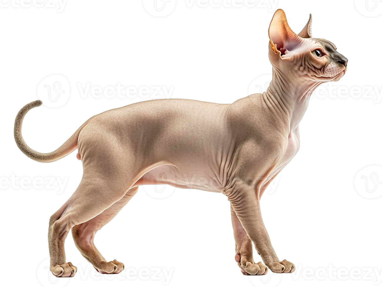 Hairless Sphynx cat isolated on transparent background png