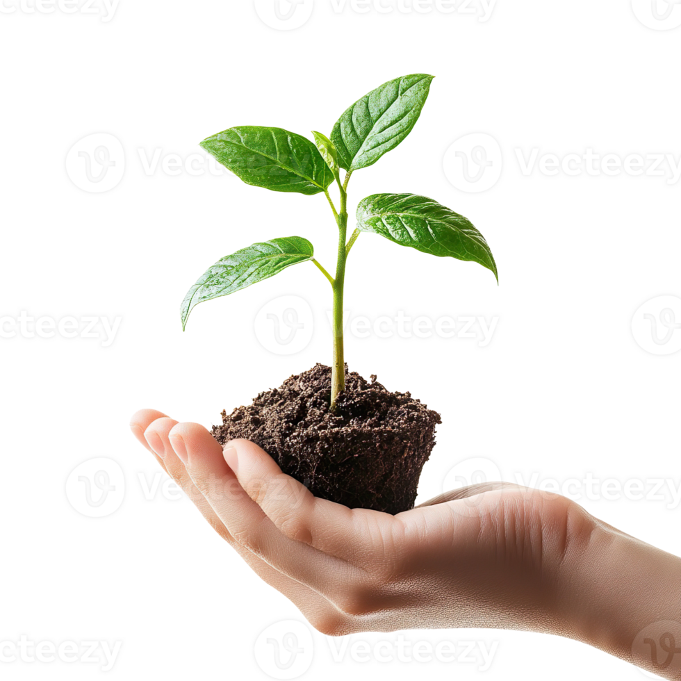 hand holding a young plant isolated on transparent background png