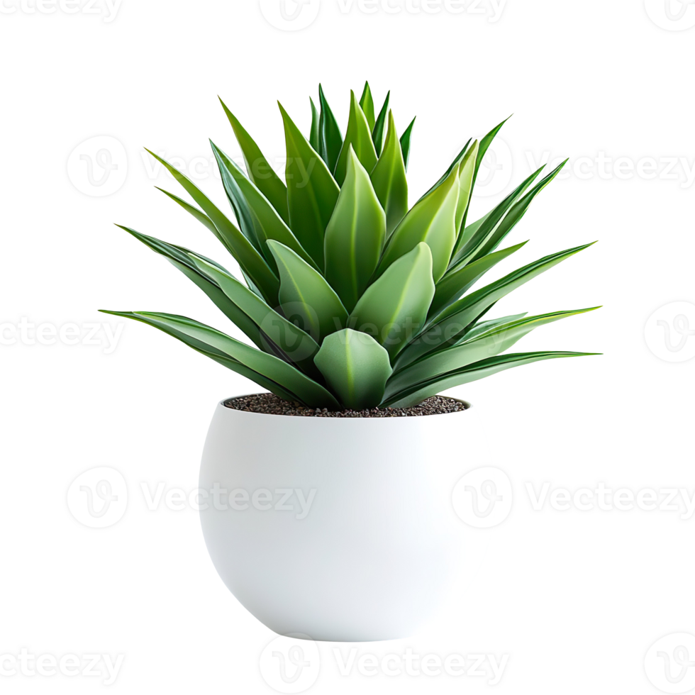 green grass agave in a huge white vase isolated on transparent background png