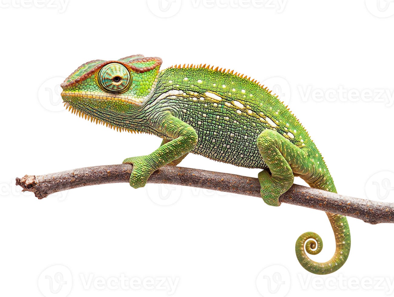 Green chameleon on branch isolated on transparent background png