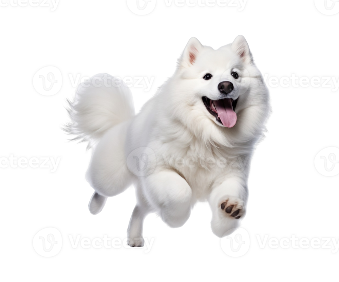 Healthy Samoyed dog jumping isolated on transparent background png
